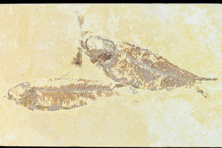 Fossil Fish (Knightia) - Wyoming #148552